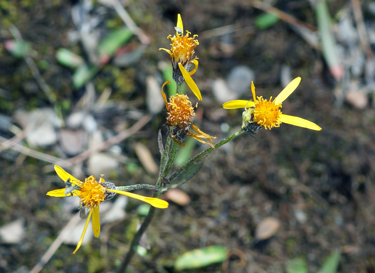 Image of Tephroseris tundricola specimen.