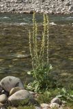 Verbascum gnaphalodes