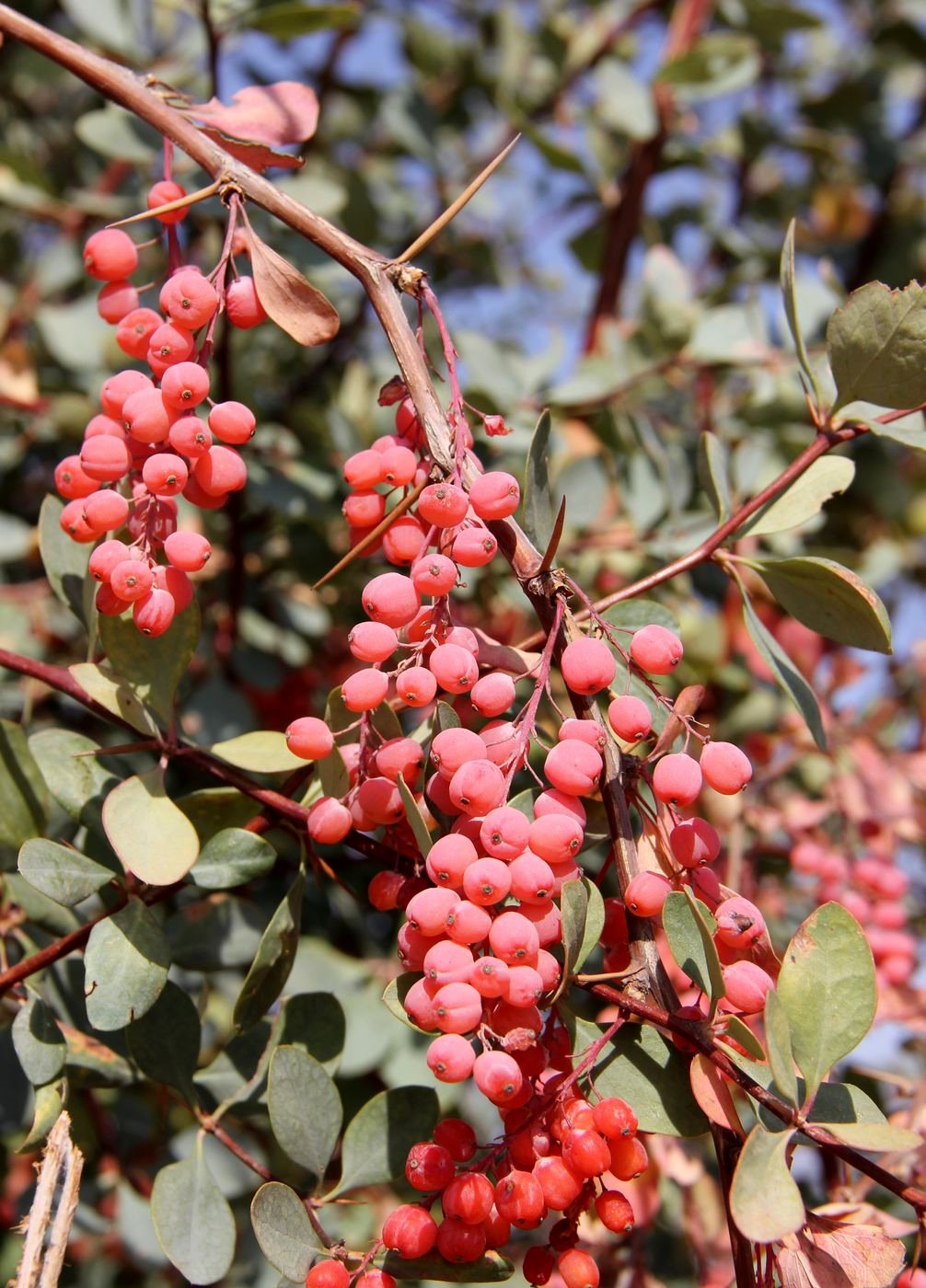 Image of Berberis nummularia specimen.