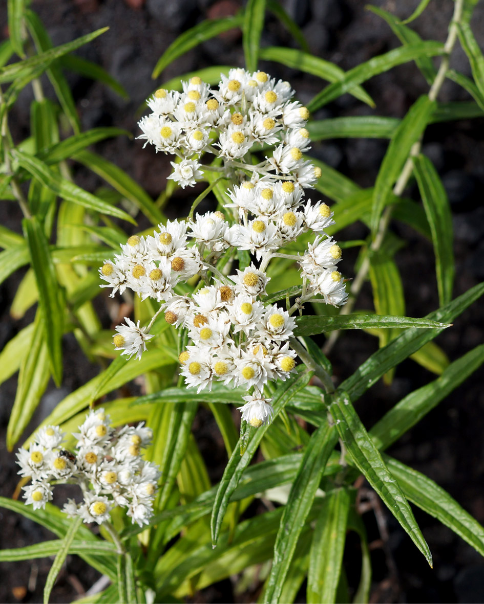 Изображение особи Anaphalis margaritacea.