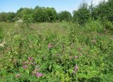 Centaurea pseudophrygia. Цветущие растения на сыром лугу. Окр. Архангельска, 27.07.2012.