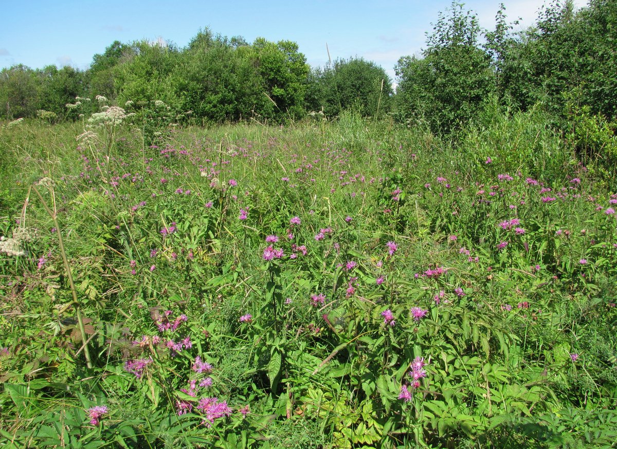 Изображение особи Centaurea pseudophrygia.