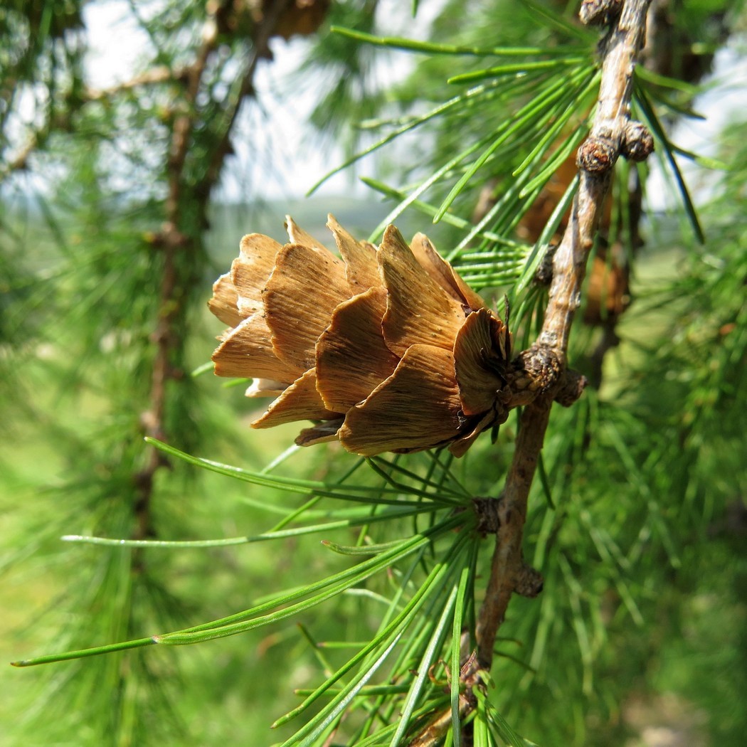 Изображение особи Larix gmelinii.