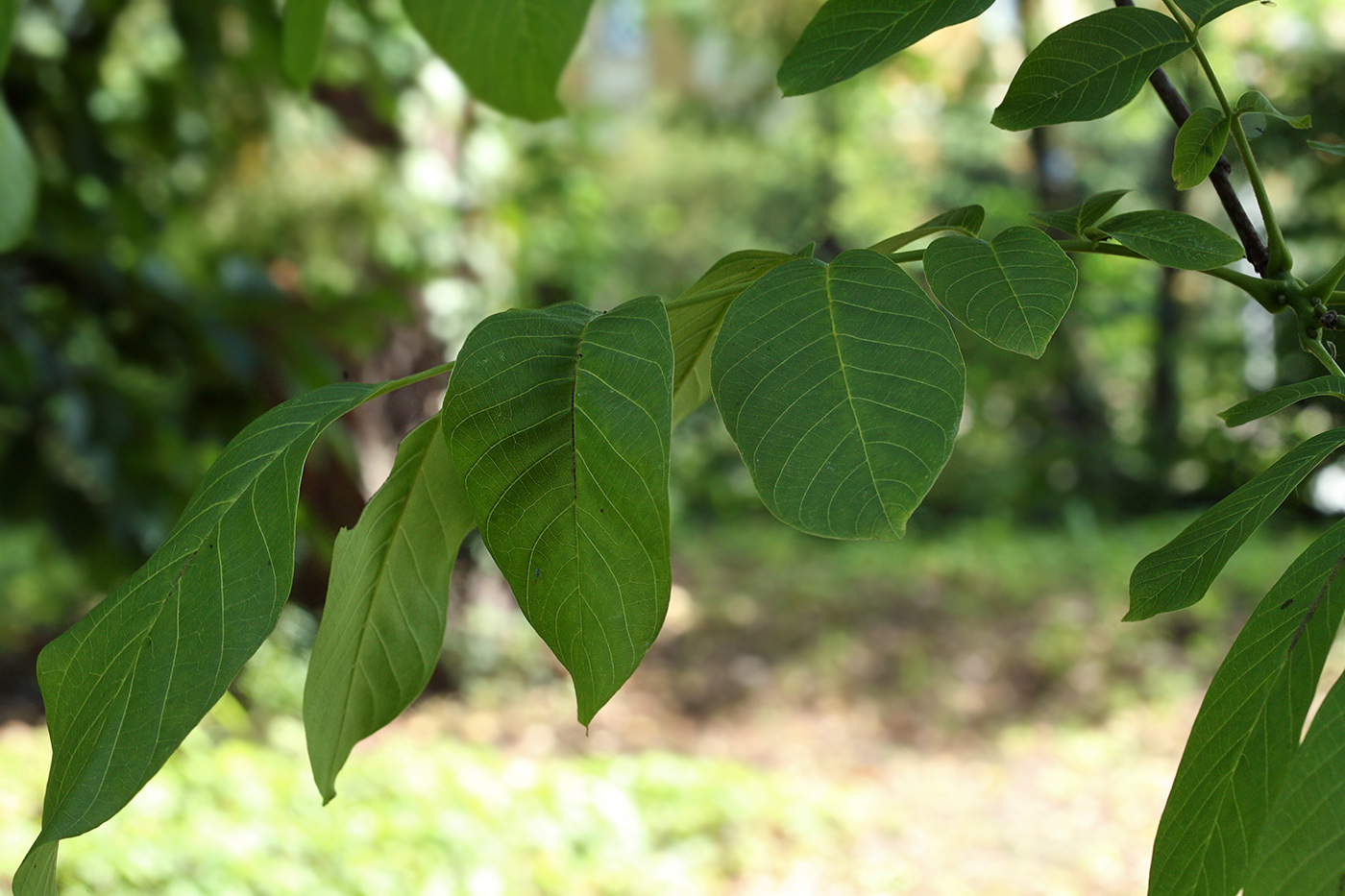 Изображение особи Juglans regia.