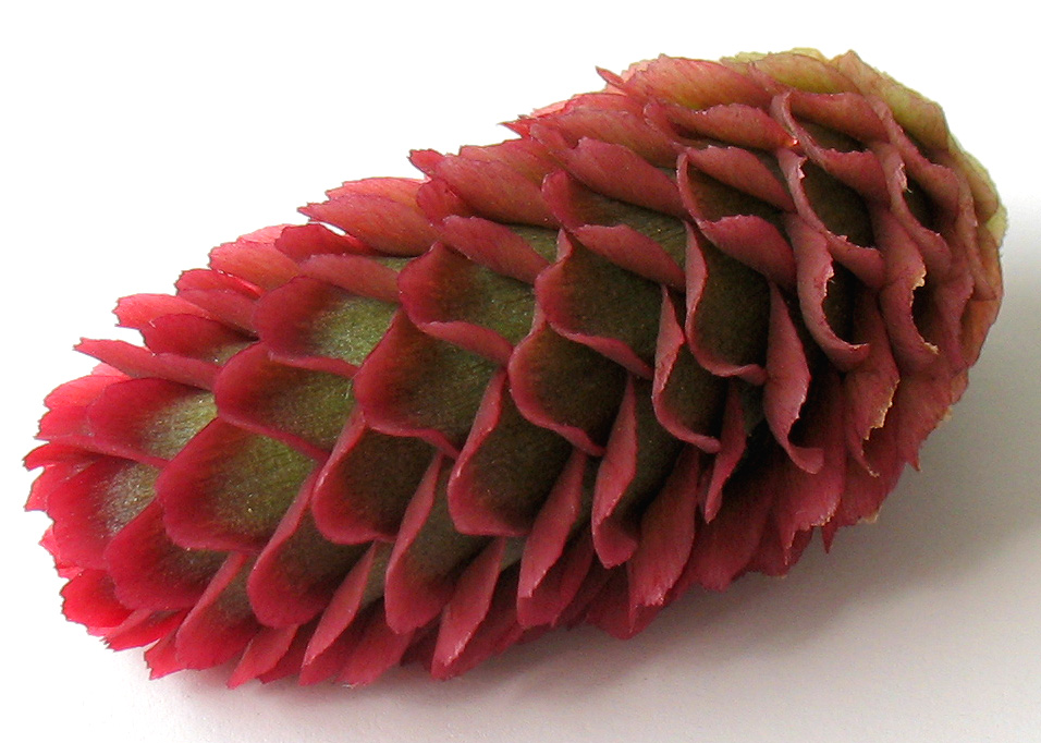 Image of genus Picea specimen.