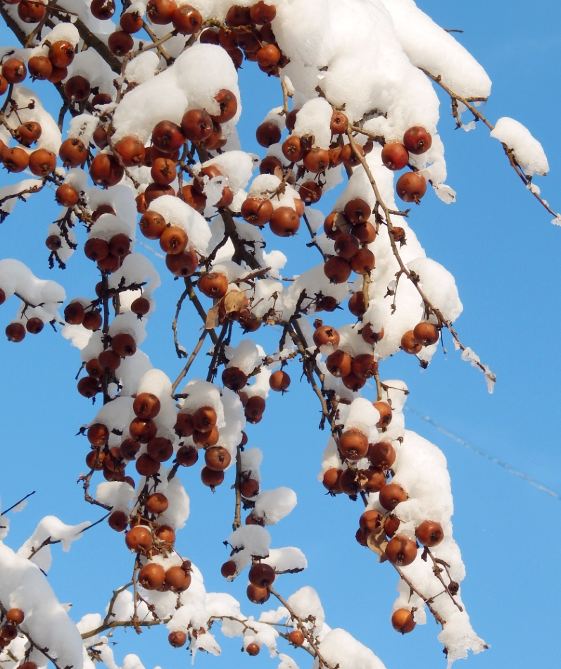 Изображение особи Malus prunifolia.