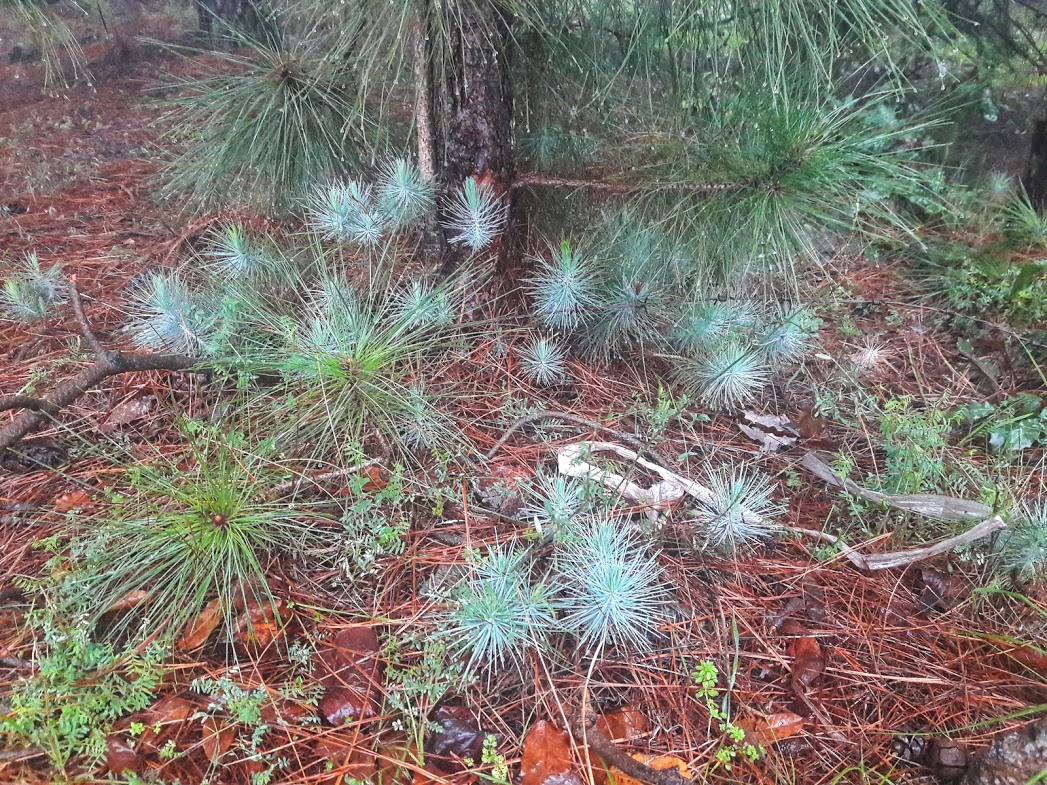 Изображение особи род Pinus.