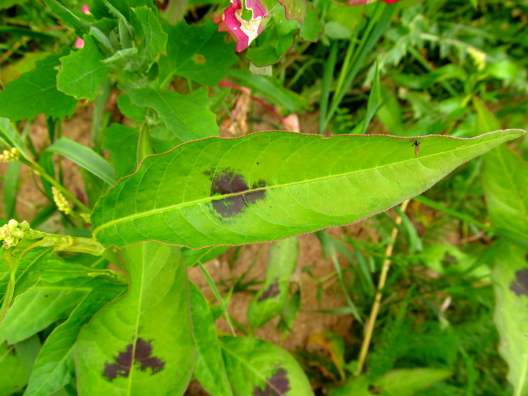 Image of Persicaria lapathifolia specimen.