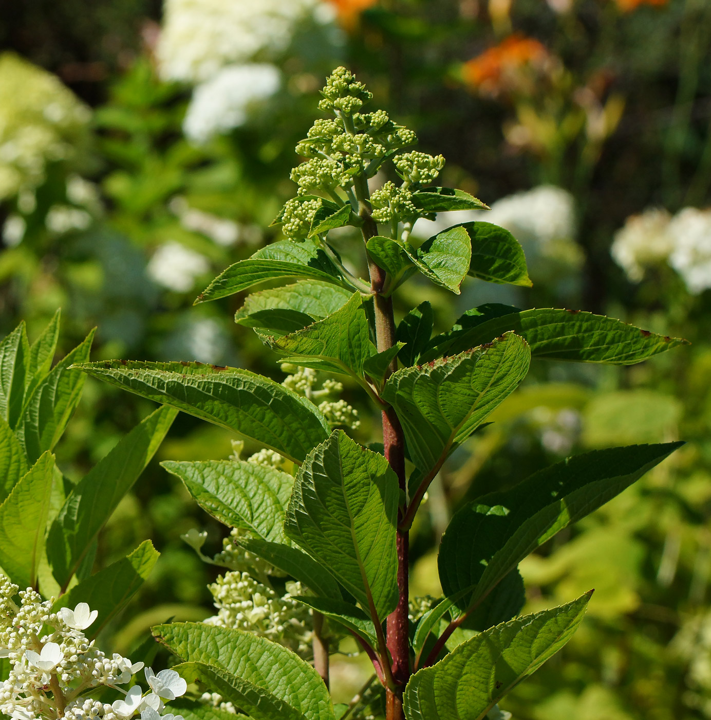 Image of Hydrangea paniculata specimen.