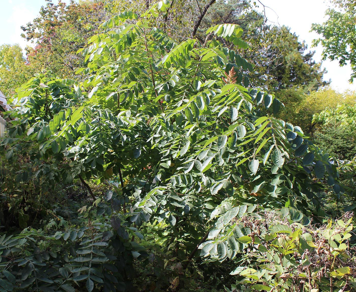 Изображение особи Rhus copallinum.