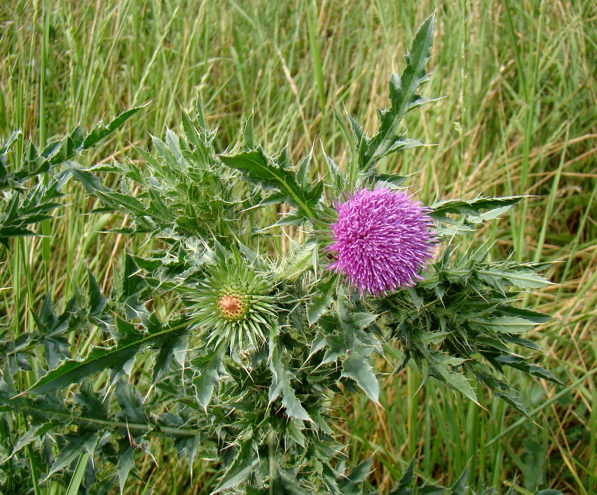 Изображение особи Carduus acanthoides.