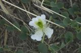 Capparis herbacea. Цветок. Республика Крым, городской округ Алушта, долина р. Сотера. 23.06.2009.