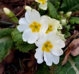 Primula vulgaris. Цветки. Москва, Воробьевы горы, Ботанический сад МГУ, альпинарий. Растение происходит из окрестностей Гагры, Абхазия. 16.04.2018.