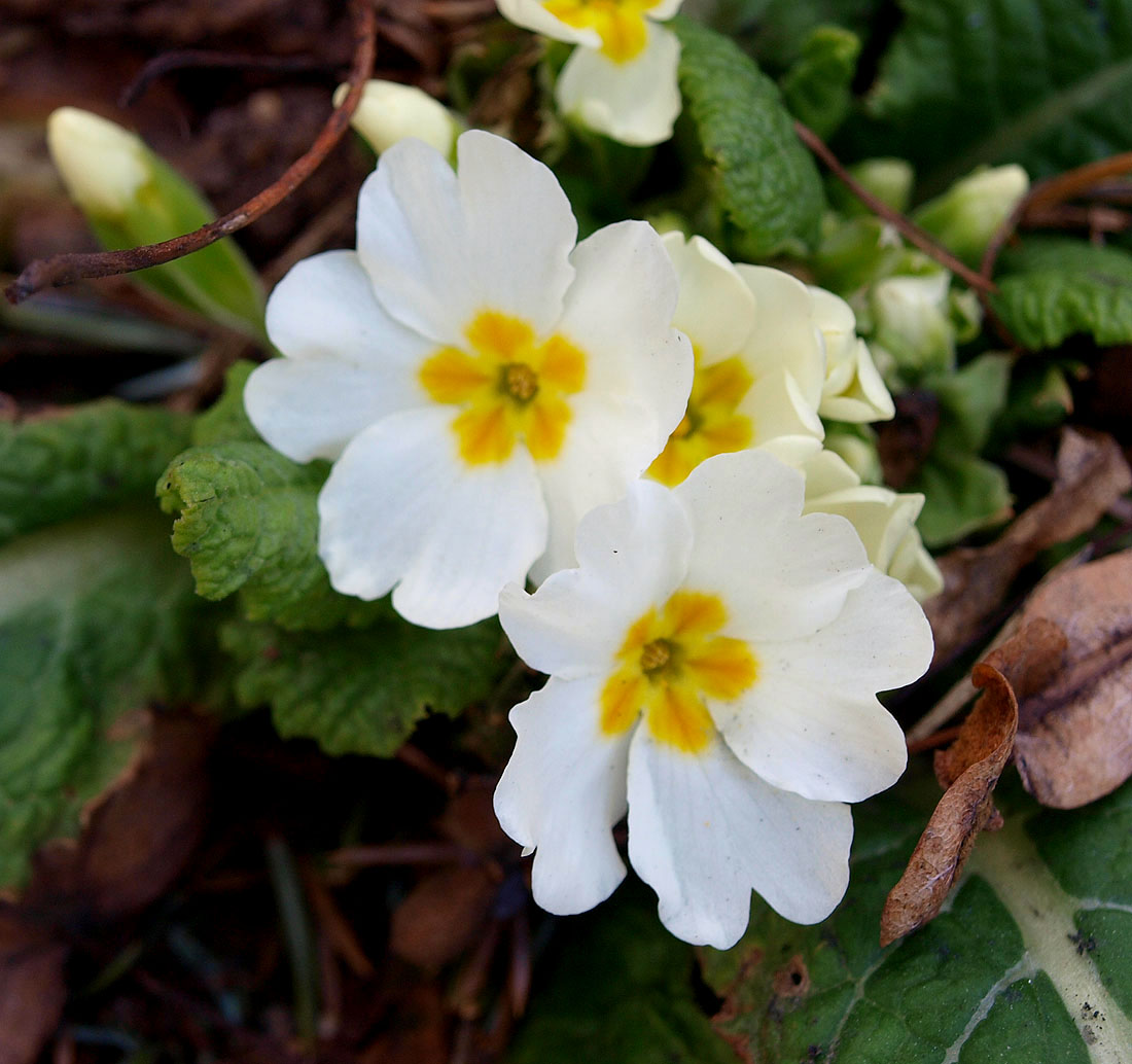 Изображение особи Primula vulgaris.