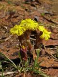 Tussilago farfara. Цветущие побеги. Пермский край, Гремячинский р-н, Усьвенское сельское поселение, пгт Усьва, правый берег р. Усьва, нижняя часть обращённого к реке склона. Начало мая 2009 г.