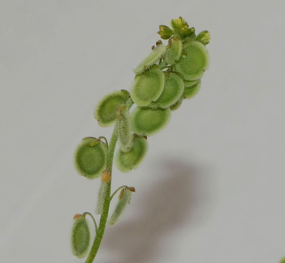 Image of Clypeola jonthlaspi specimen.