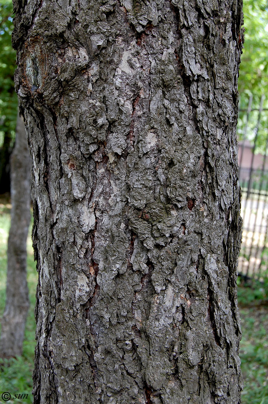 Image of Larix gmelinii specimen.
