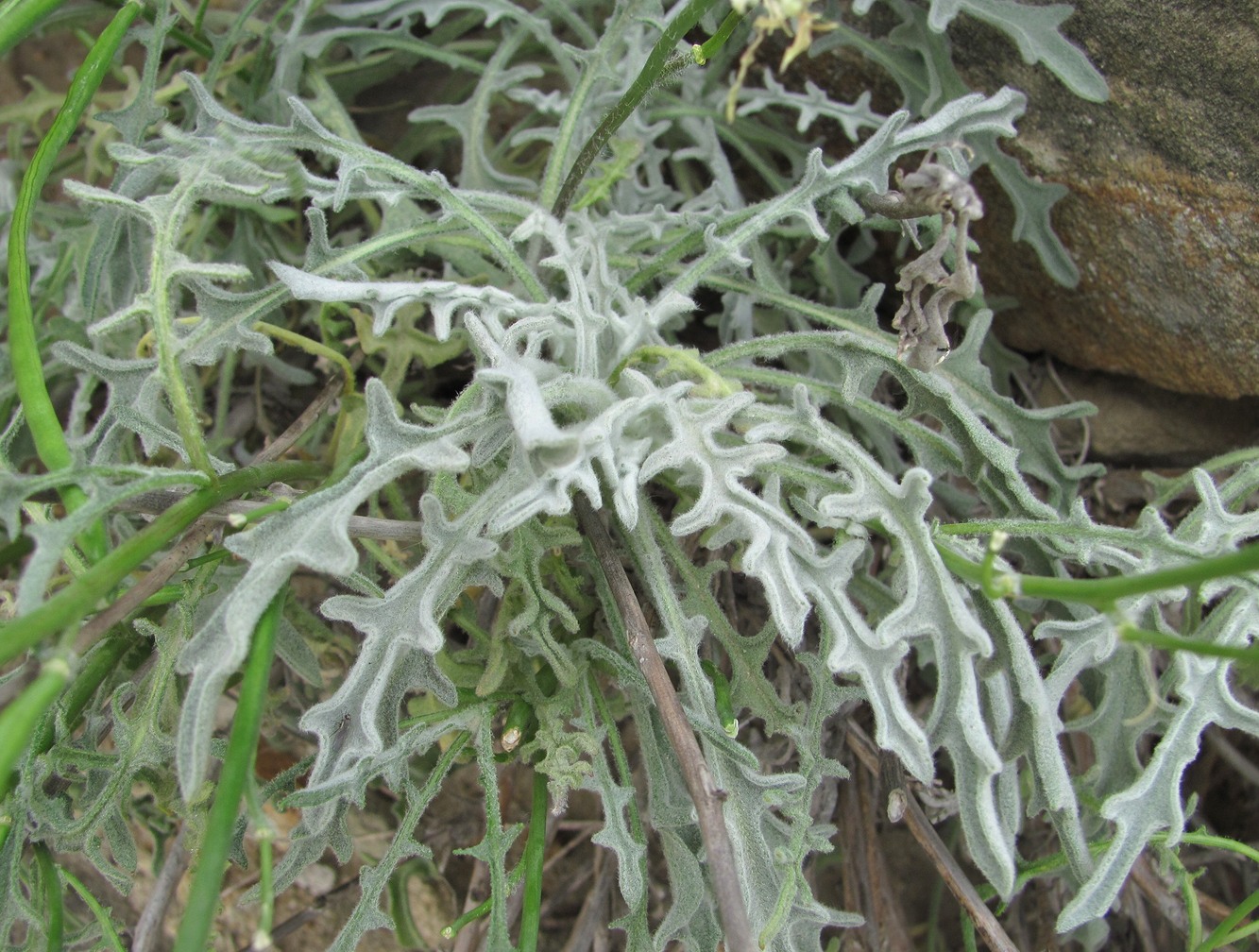 Image of Matthiola daghestanica specimen.