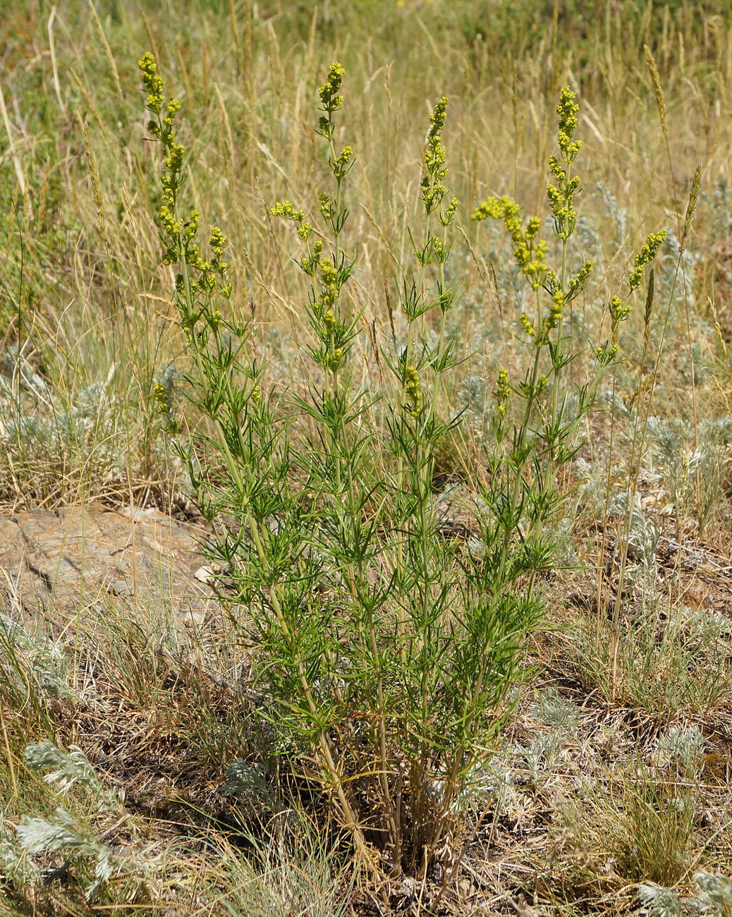 Изображение особи Galium verum.