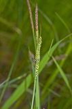 Carex nigra