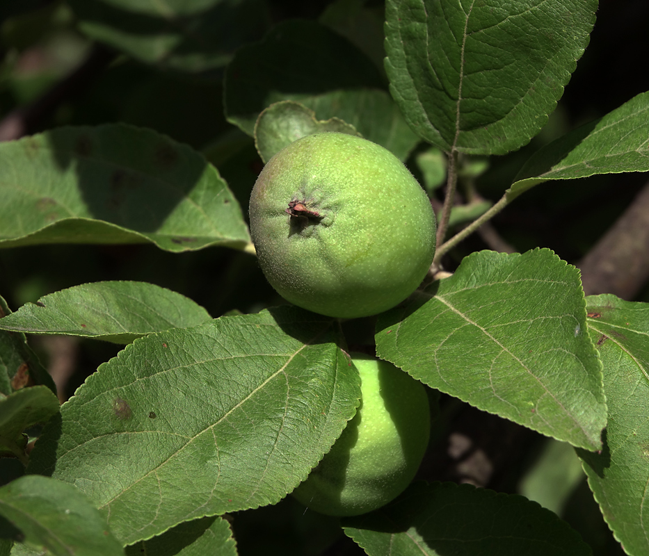 Image of Malus domestica specimen.