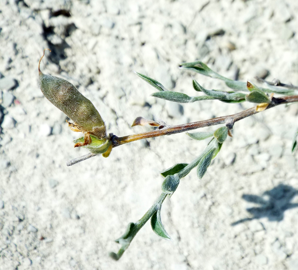 Image of Genista scythica specimen.