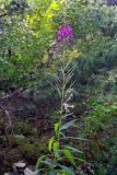Chamaenerion angustifolium