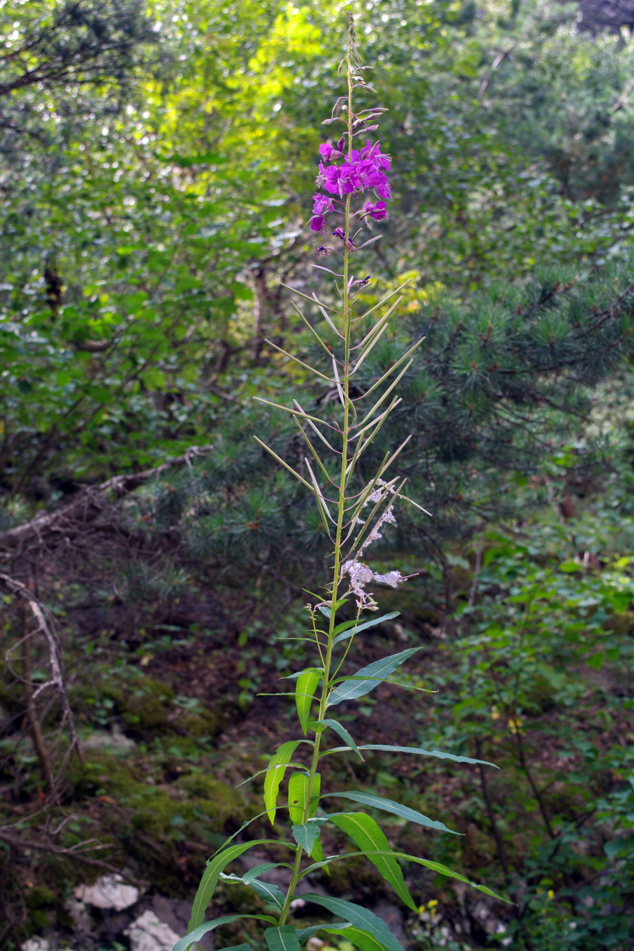 Изображение особи Chamaenerion angustifolium.