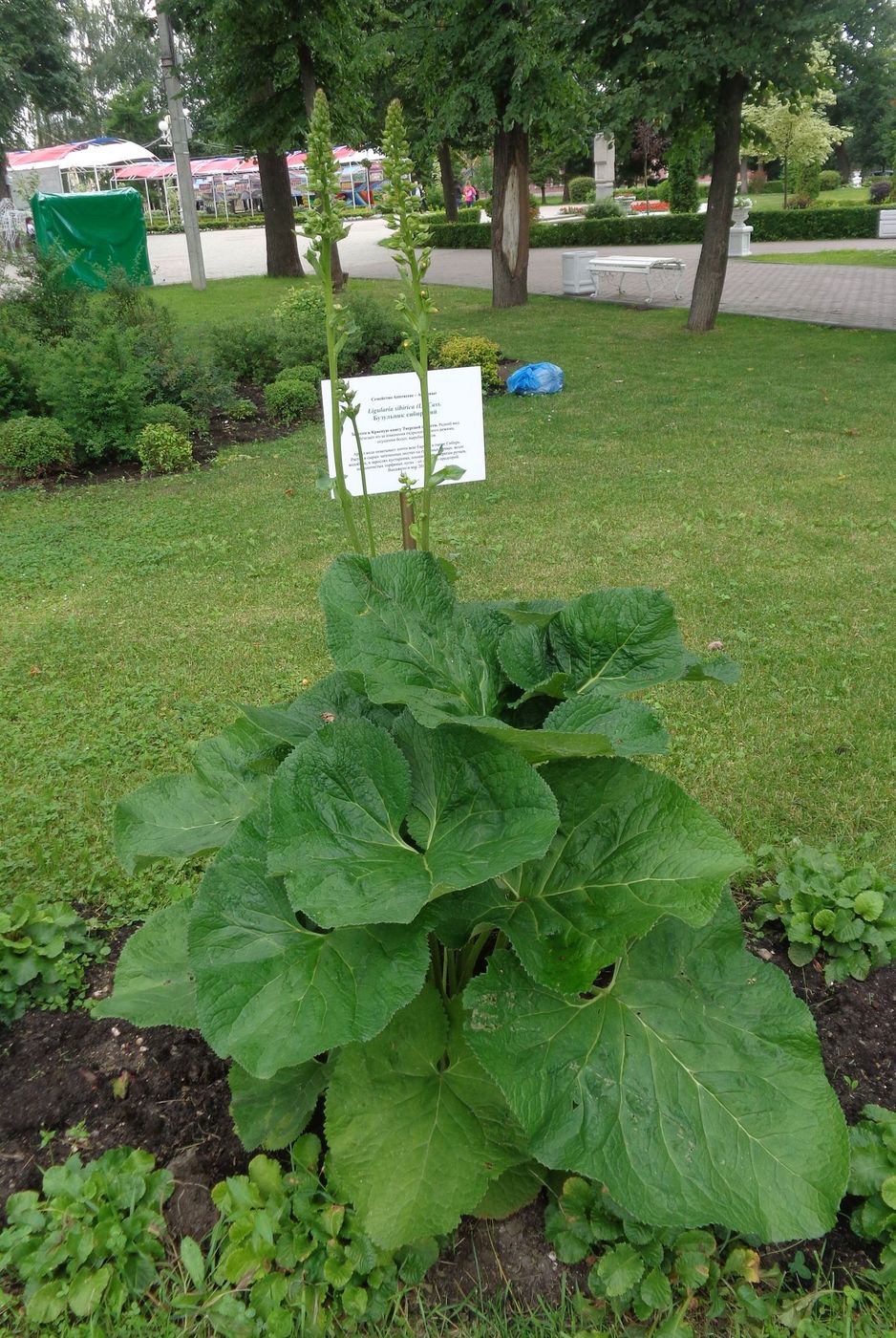 Image of Ligularia sibirica specimen.