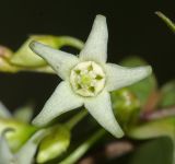 Image of specimen
