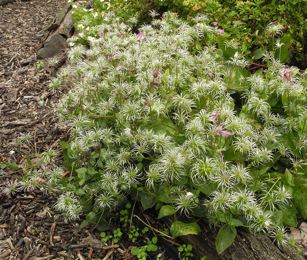 Image of Clematis integrifolia specimen.