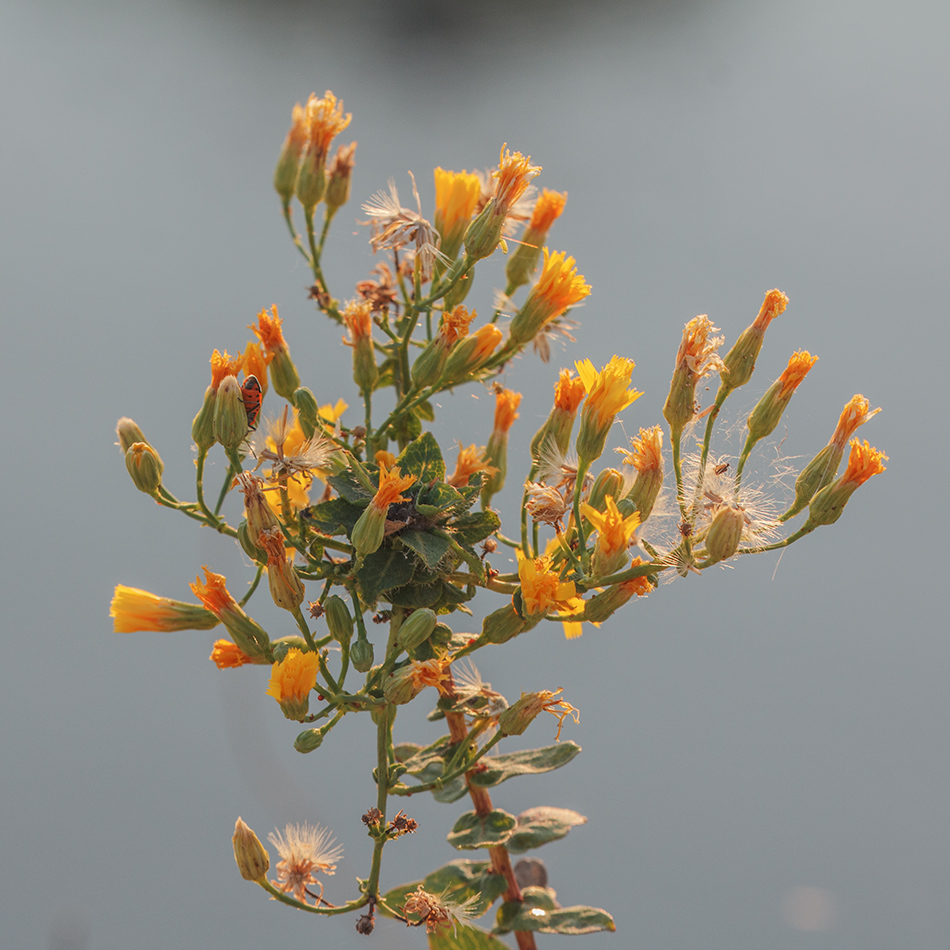 Image of Hieracium virosum specimen.