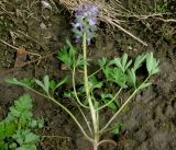 Corydalis begljanovae. Надземная часть выкопанного цветущего растения. Красноярский край, Ермаковский р-н, пос. Танзыбей, в культуре (взято из окр. пос. Танзыбей, берег р. Танзыбей, черневой смешанный лес). 24.04.2015.