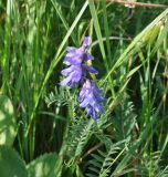 Vicia cracca. Верхушка цветущего растения. Грузия, Казбегский муниципалитет, средняя часть долины Чаухицхали, ≈ 2450 м н.у.м, луг. 01.08.2018.