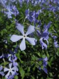 Phlox divaricata. Цветки. Марий Эл, г. Йошкар-Ола, Центральный парк, в культуре. 22.05.2018.