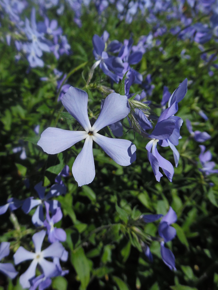 Изображение особи Phlox divaricata.