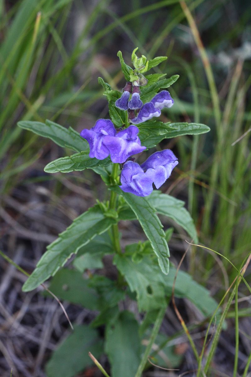 Изображение особи Scutellaria scordiifolia.