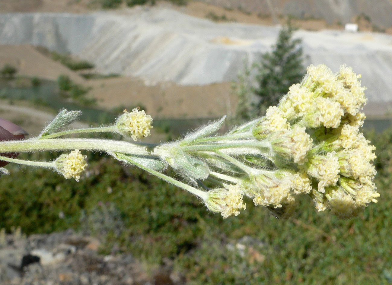 Image of Artemisia glomerata specimen.