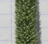 Image of taxon representative. Author is Андрей Любченко