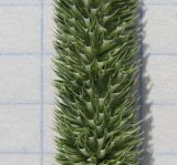 Phleum pratense