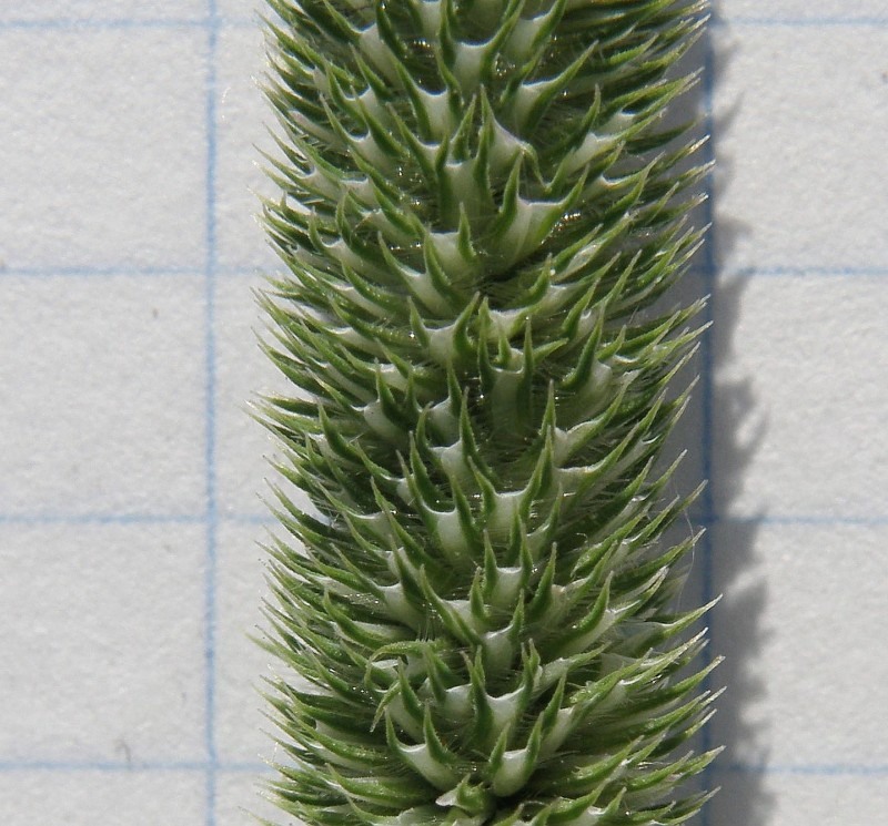 Image of Phleum pratense specimen.