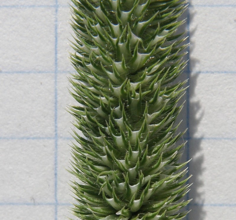 Изображение особи Phleum pratense.