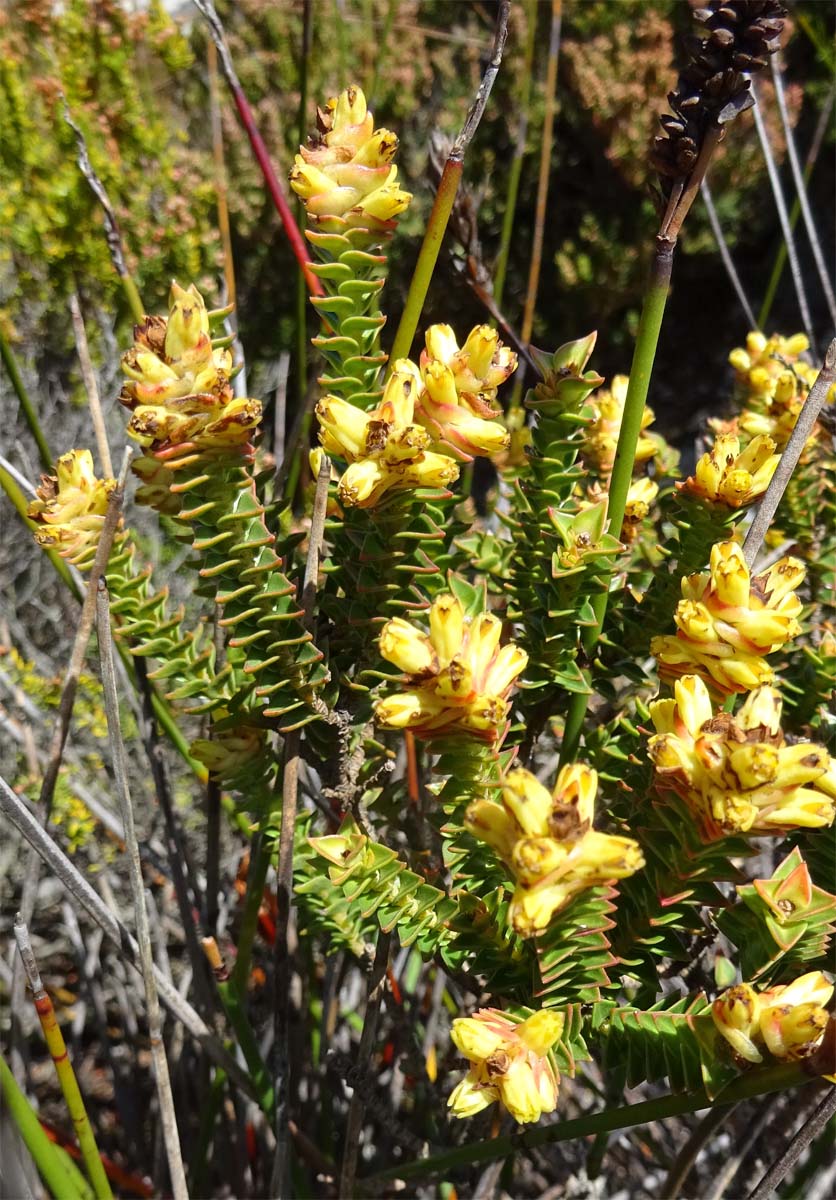 Изображение особи Penaea mucronata.