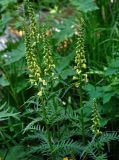 Pedicularis incarnata. Верхушки расцветающих растений. Алтай, Катунский хребет, берег оз. Нижнее Мультинское, ≈ 1600 м н.у.м., луг на опушке хвойного леса. 30.06.2018.