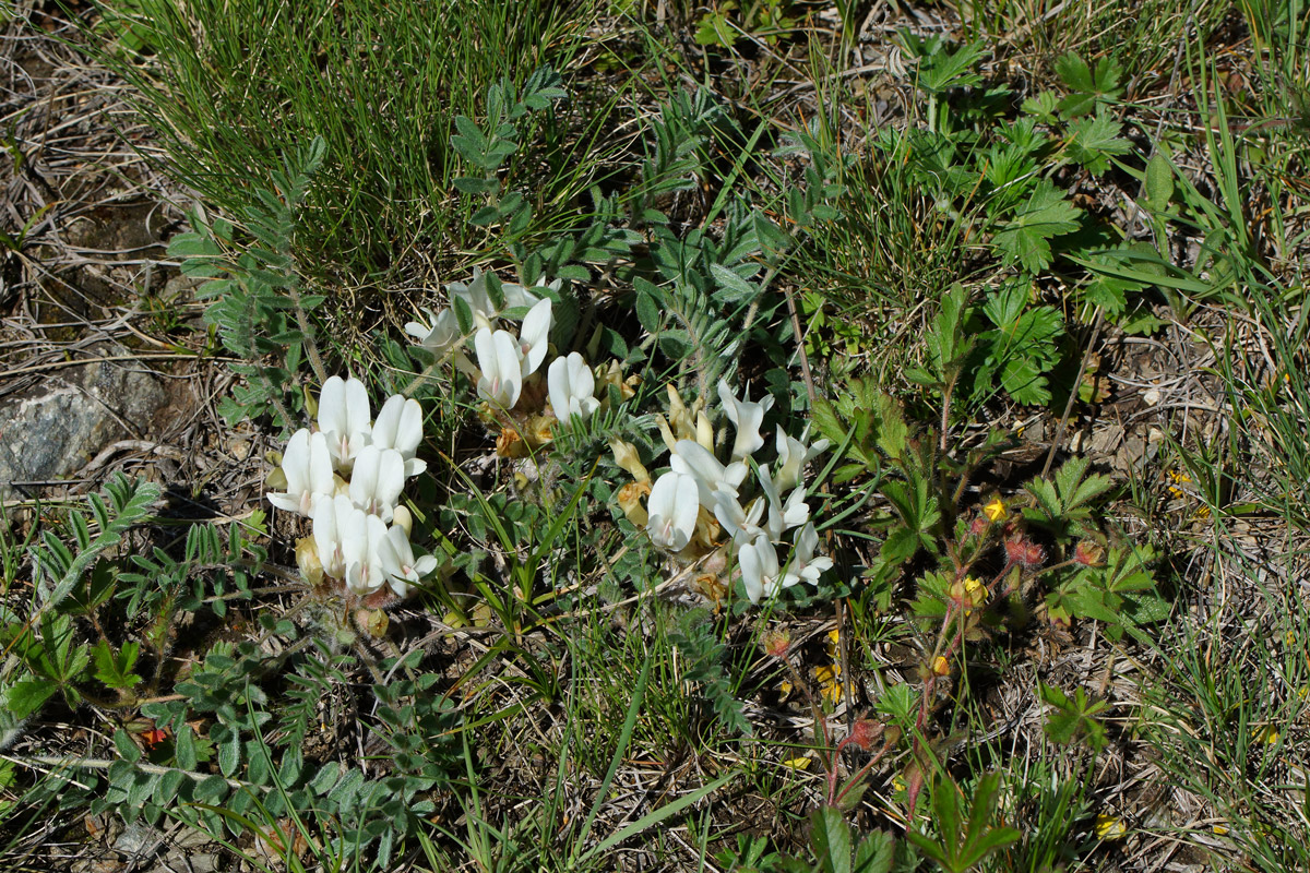 Изображение особи Astragalus testiculatus.