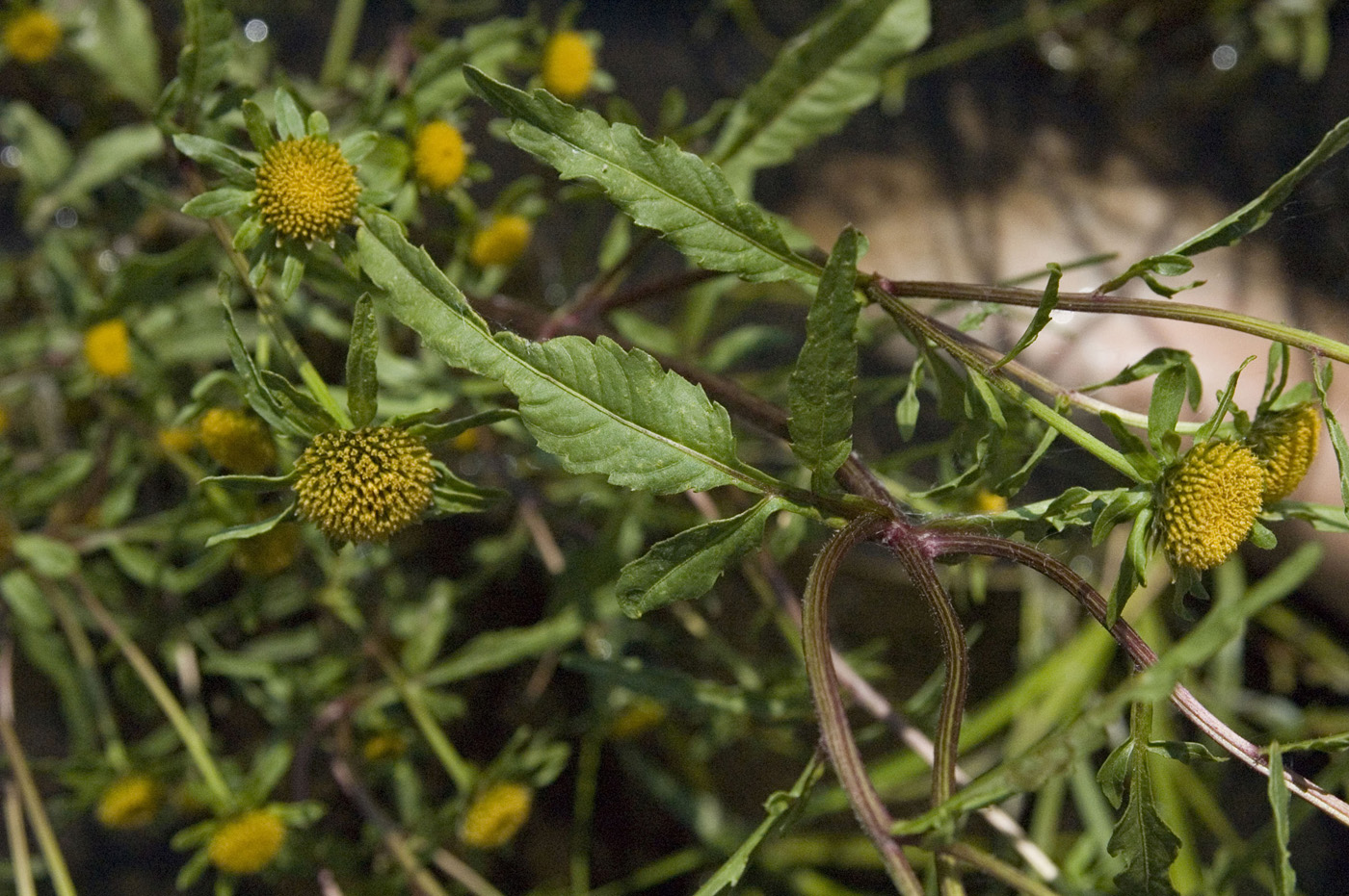 Изображение особи Bidens radiata.