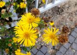 Heterotheca subaxillaris