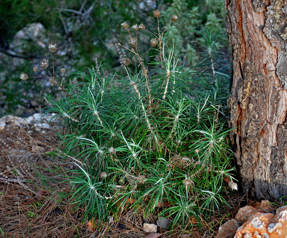 Image of Ptilostemon chamaepeuce specimen.