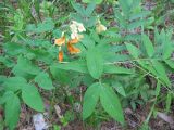 Lathyrus gmelinii. Верхушка цветущего растения. Свердловская обл., Среднеуральский ГО, смешанный лес у Исетского озера. 19.06.2010.