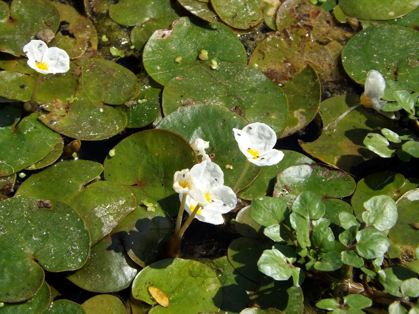 Изображение особи Hydrocharis morsus-ranae.